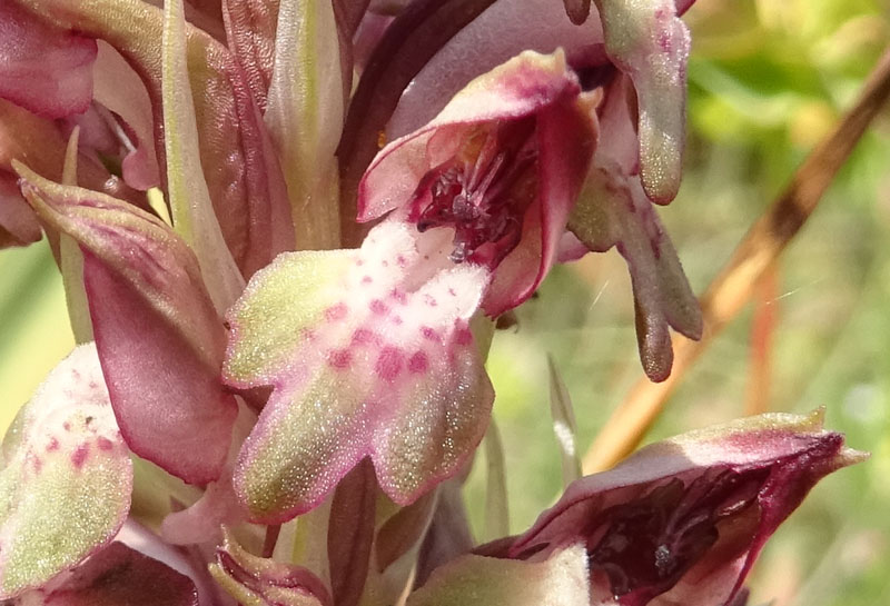 Anacamptis coriophora subsp. fragans..........Gargano